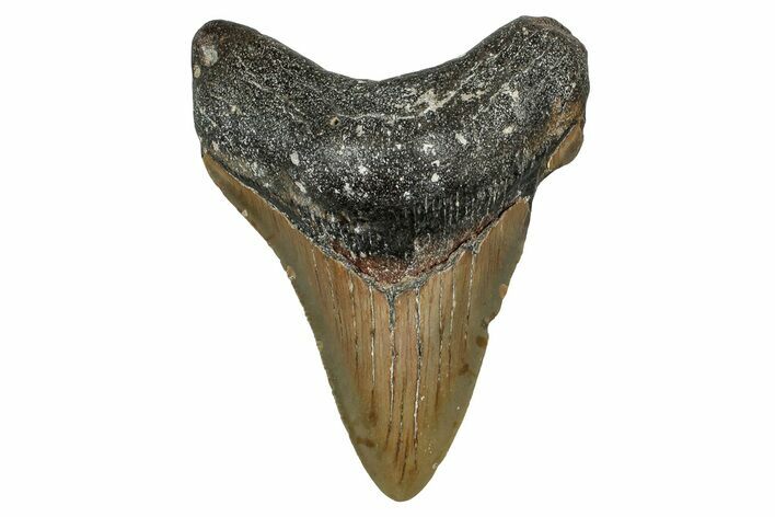 Fossil Megalodon Tooth - North Carolina #355736